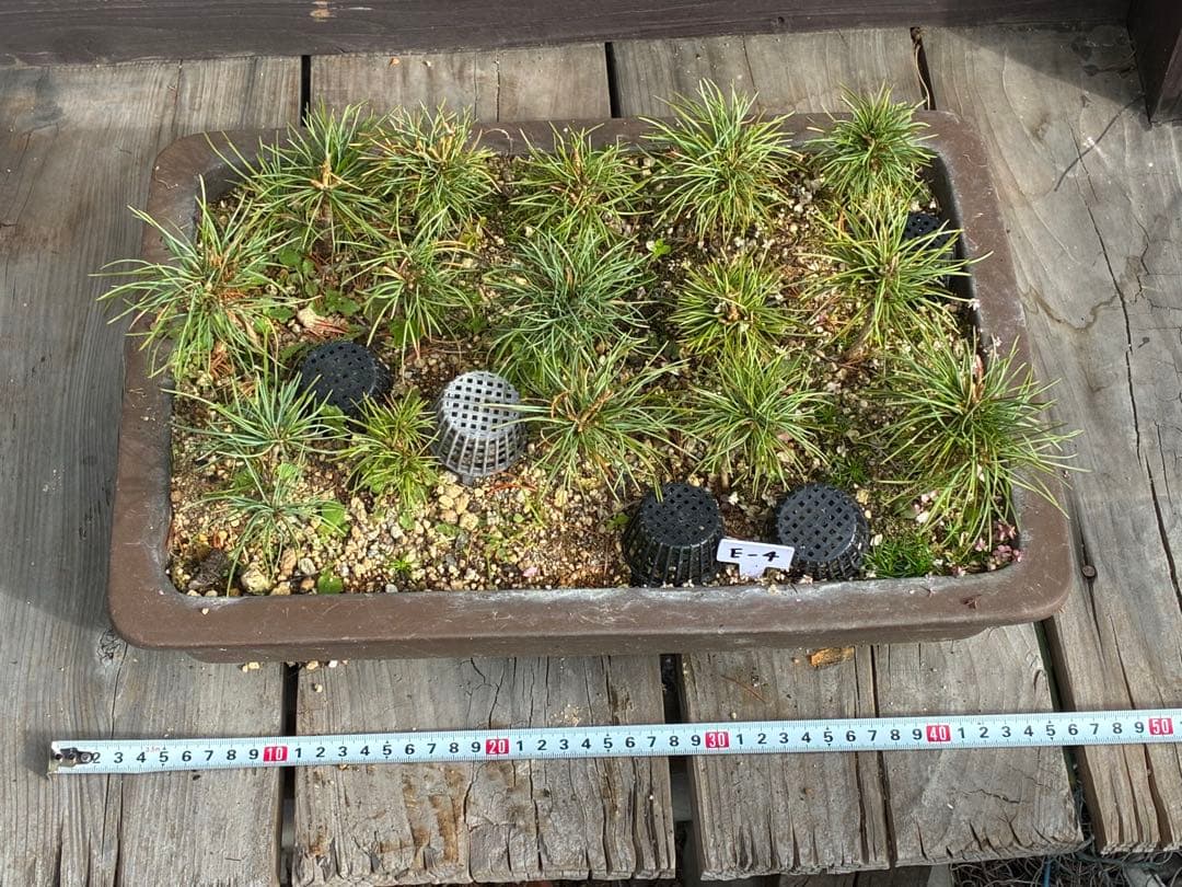 15本セット ★盆栽★ 赤石五葉松　 E-4 ★愛媛県より発送★