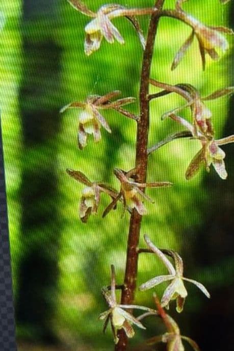 植キチのタケちゃん様まとめ買い専用です。