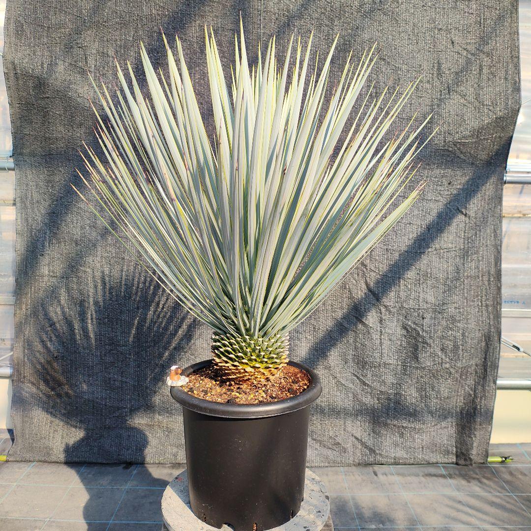 す*お様 ユッカ ロストラータ Hybrid 【A】