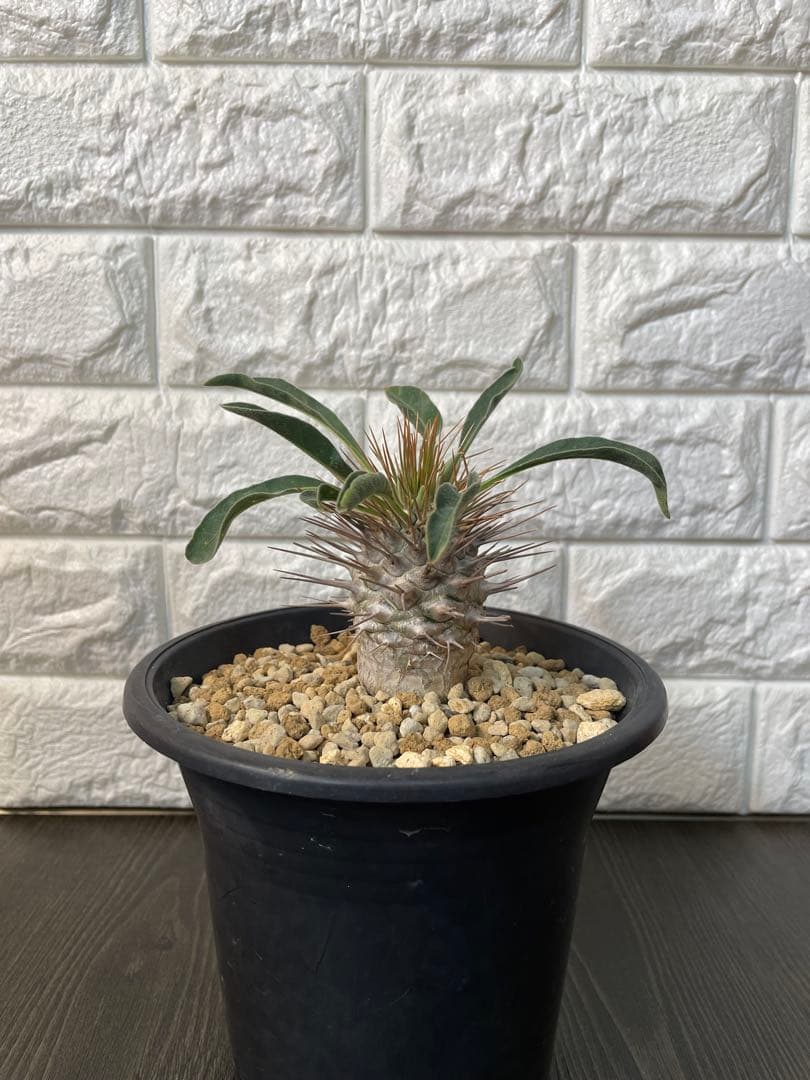 パキポディウムナマクアナム　塊根植物 約10cm 黒鉢　新芽どんどんでてます！