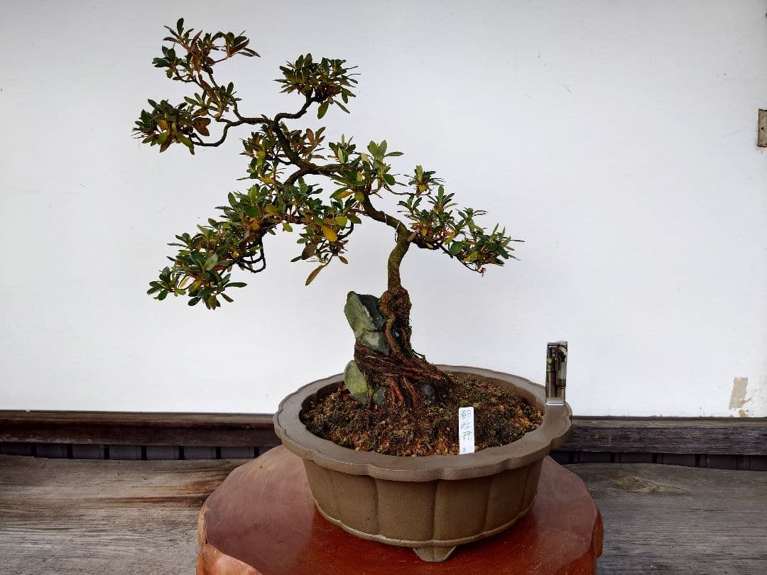 盆栽　皐月　(都牡丹)　樹高45cm