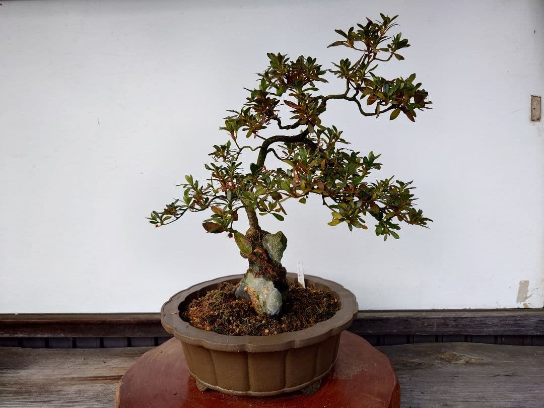 盆栽　皐月　(都牡丹)　樹高45cm