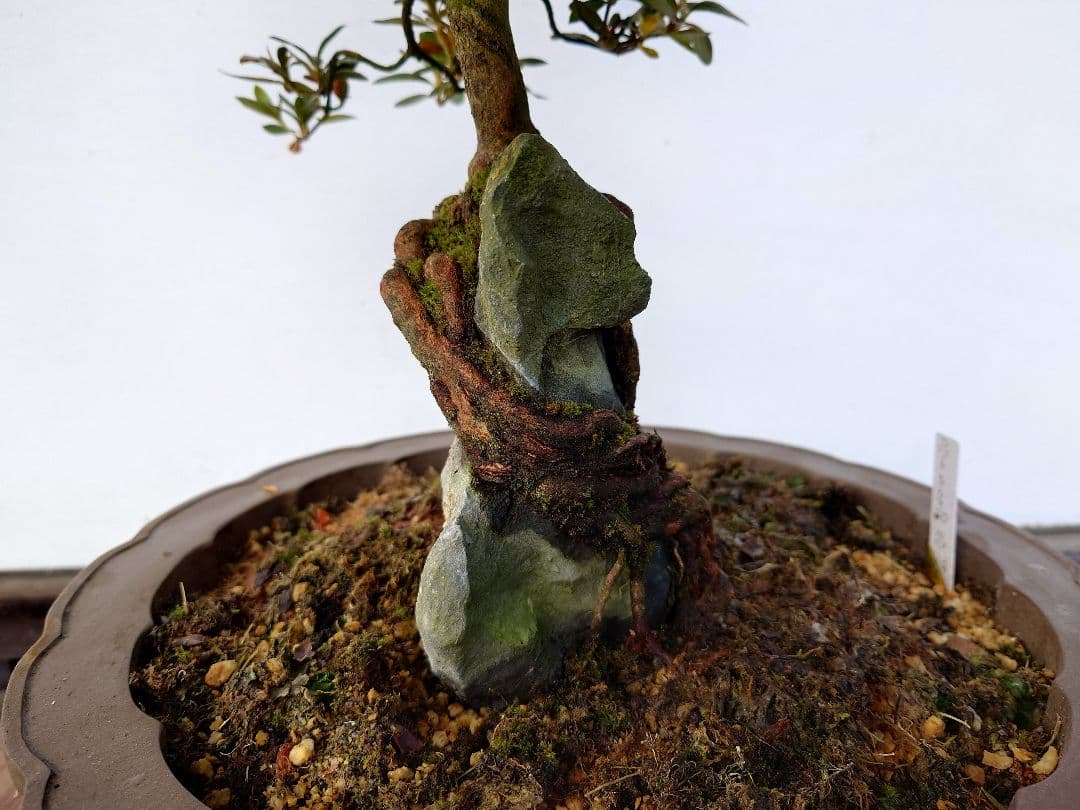 盆栽　皐月　(都牡丹)　樹高45cm