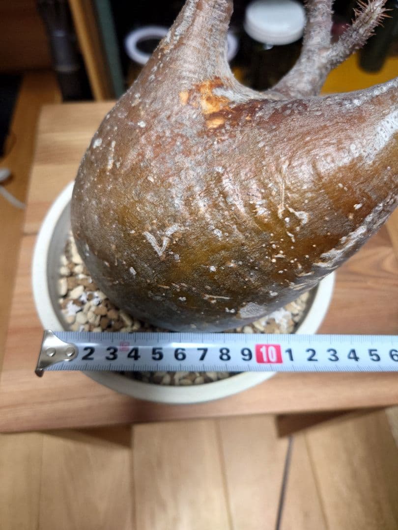 パキポディウム　グラキリス　現地球　発根済み　伝市鉢　５号