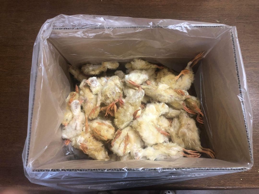 ヒヨコ　600羽　ふわふわ鮮度抜群！