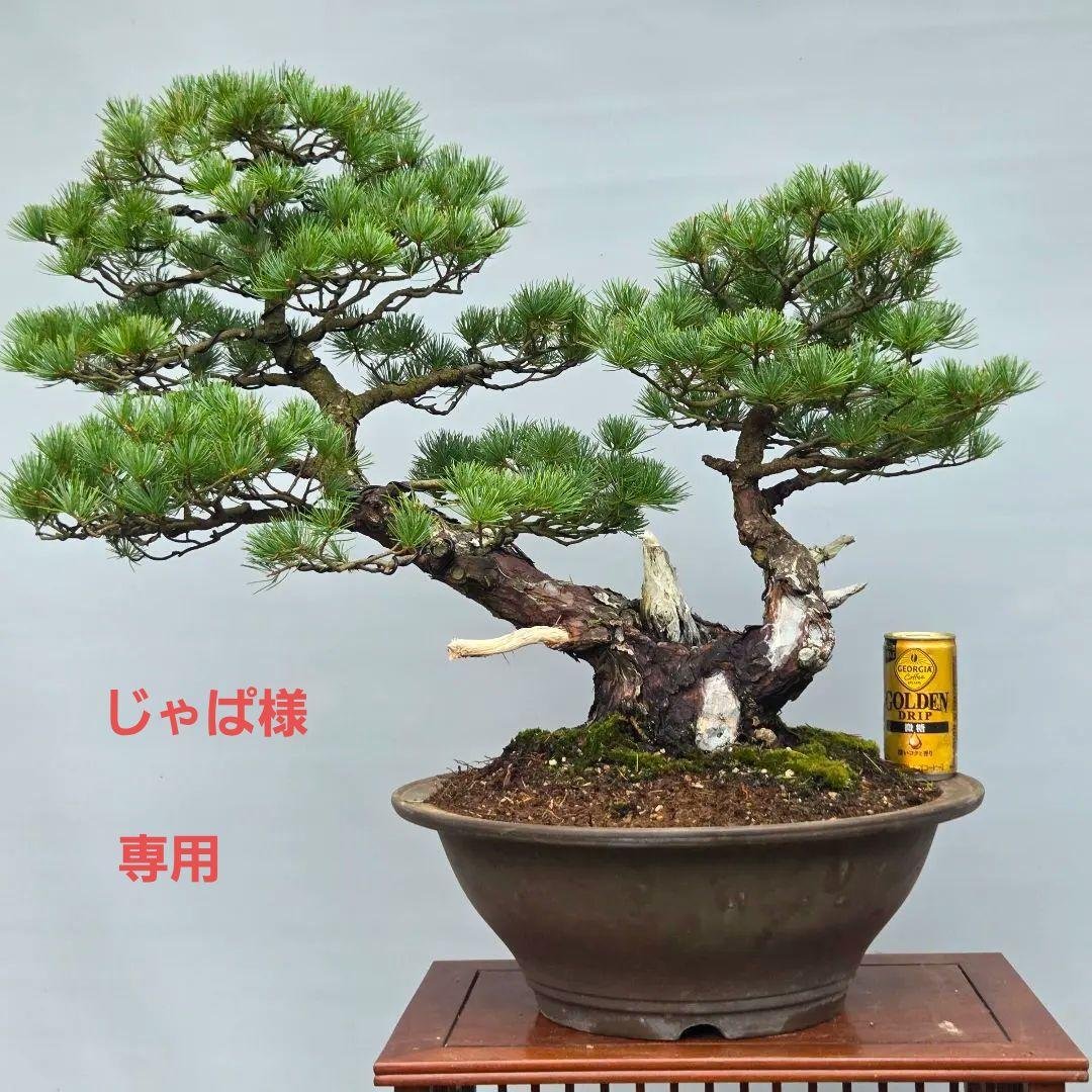 五葉松　[双幹模様木]　大品盆栽 じゃぱです。