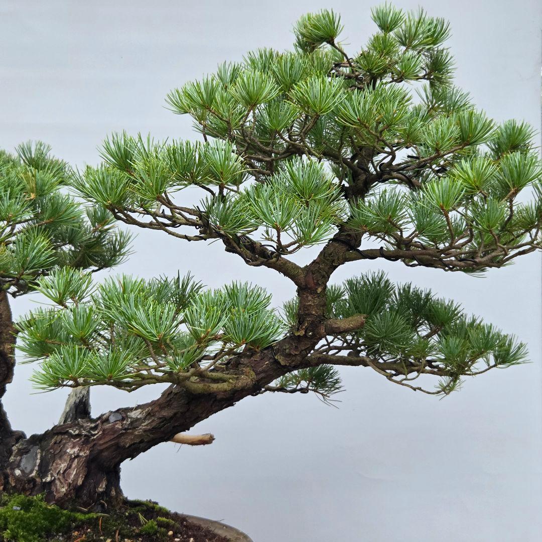 五葉松　[双幹模様木]　大品盆栽 じゃぱです。