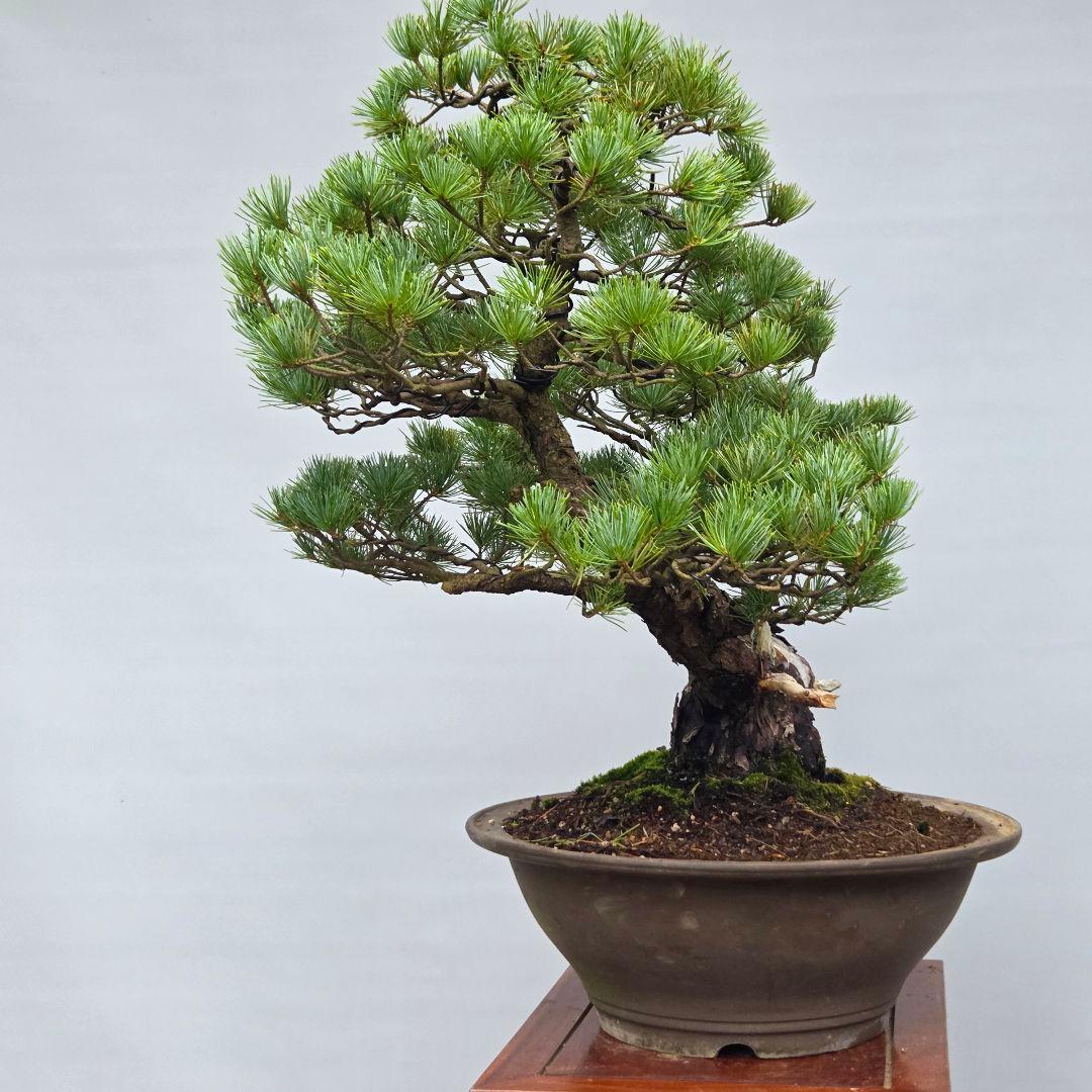 五葉松　[双幹模様木]　大品盆栽 じゃぱです。