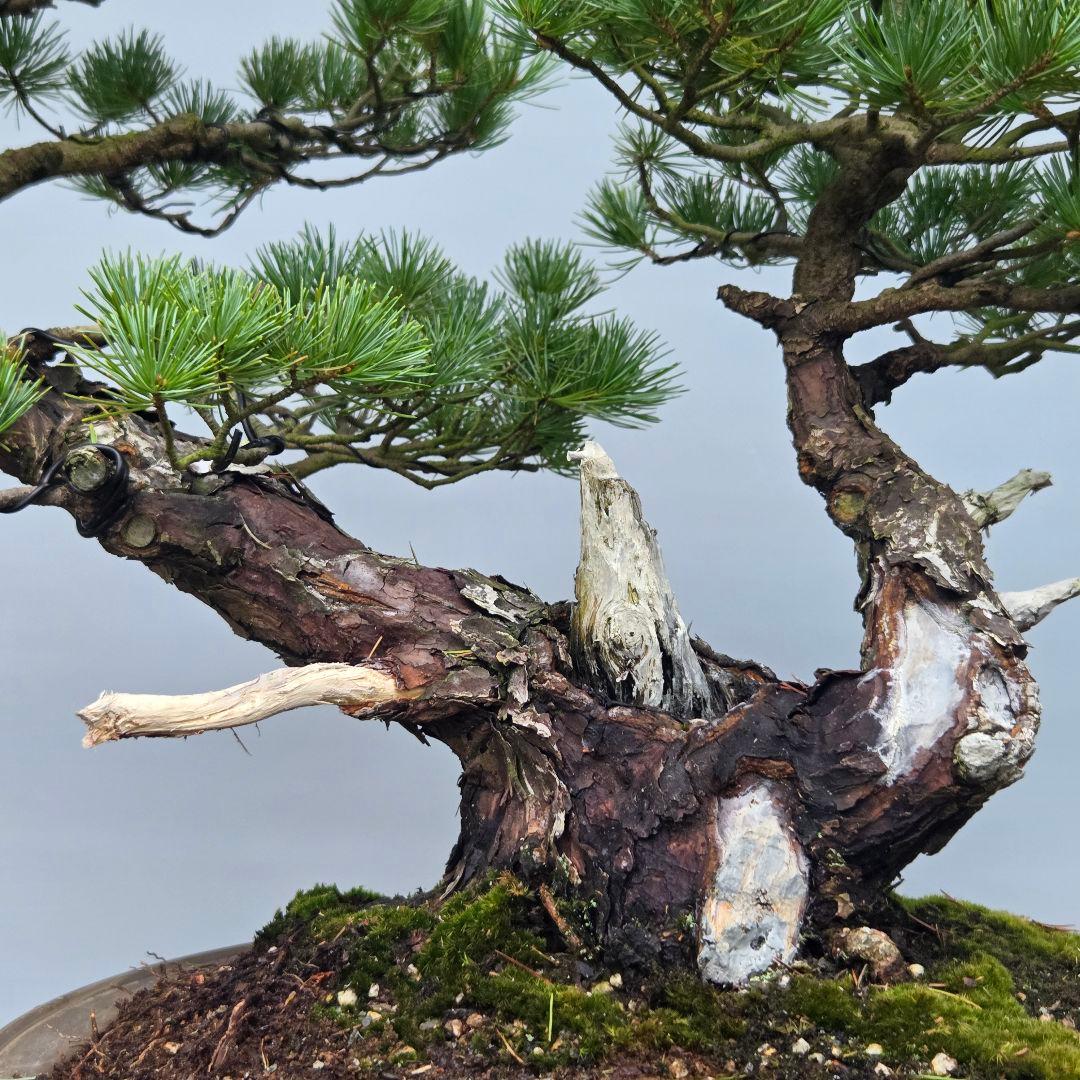 五葉松　[双幹模様木]　大品盆栽 じゃぱです。