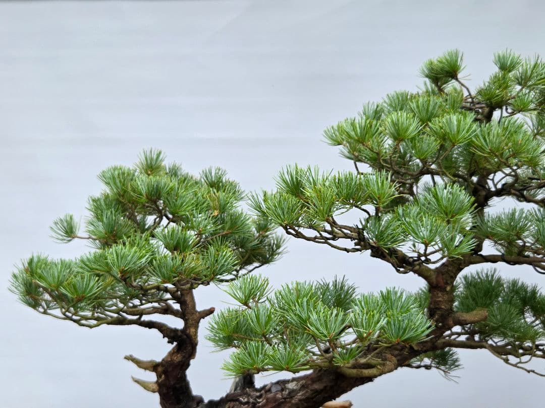 五葉松　[双幹模様木]　大品盆栽 じゃぱです。