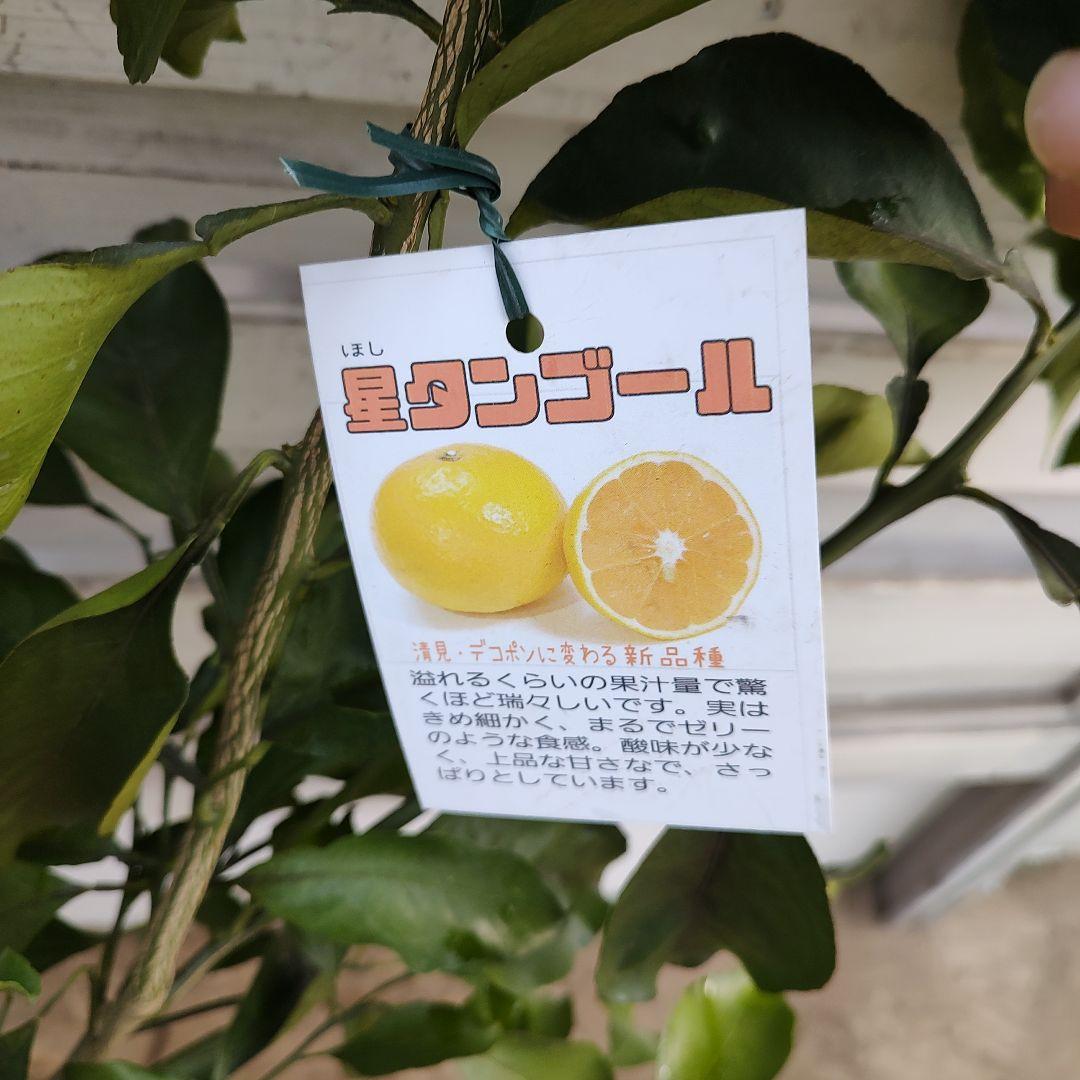 希少品種 星タンゴール 3年生 苗木