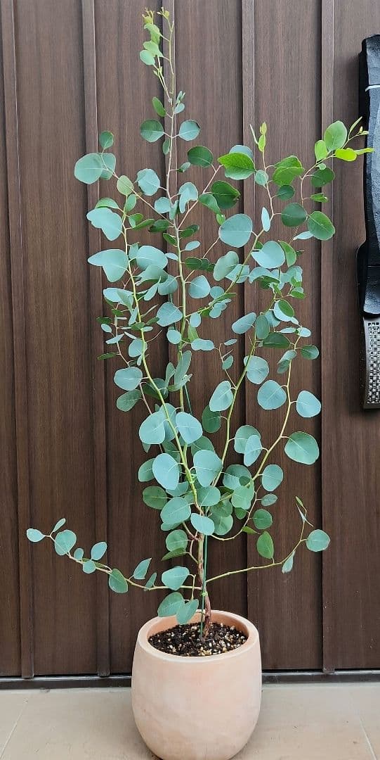 まん丸葉が可愛い❤️ユーカリ　ポポラス　テラコッタ鉢植え　苗　苗木　常緑樹