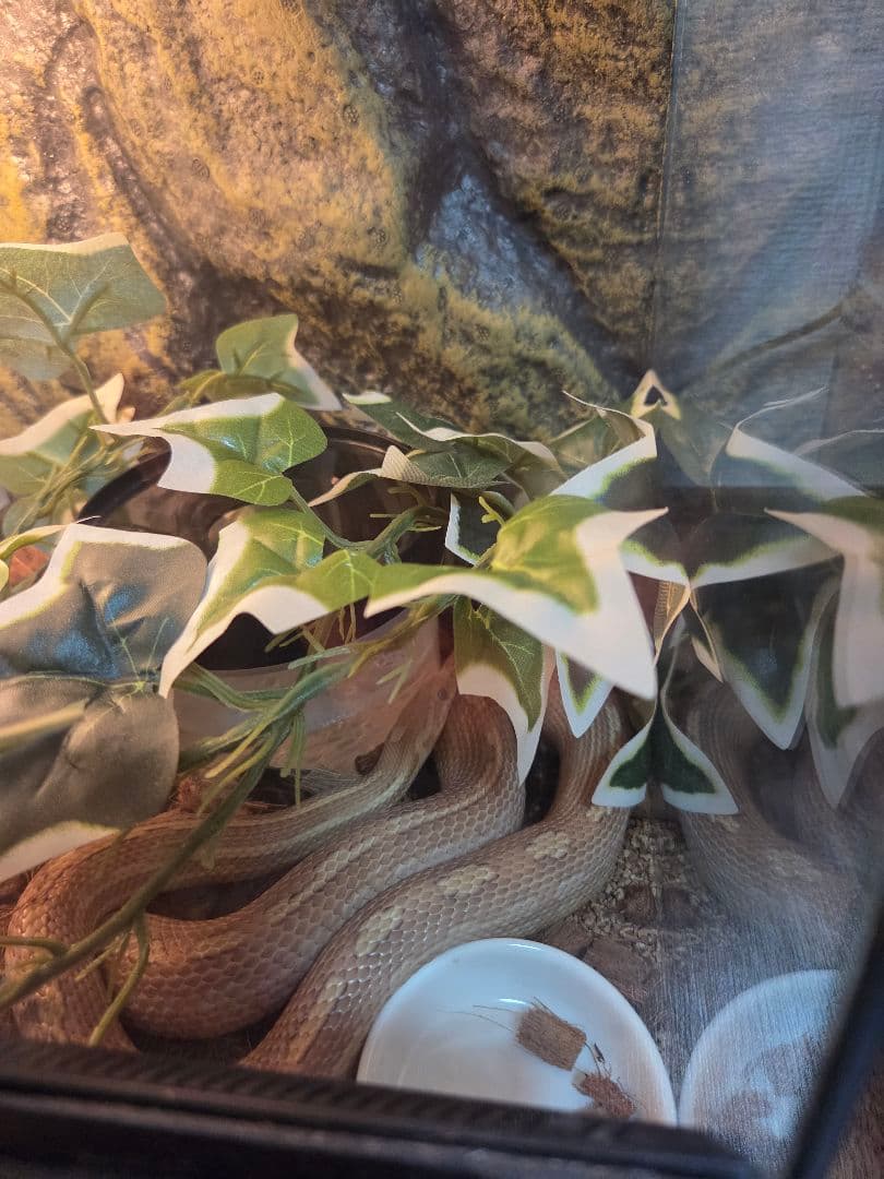 ぴっぴ GEX エキゾテラ グラステラリウム3045 一式セット