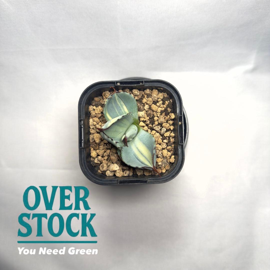 天*神様 激レア　アガベ　パリー　トランカータ　縞斑　バリエガータ　斑入り