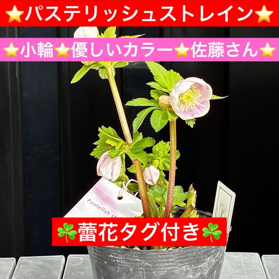 か*み様 3560☘️蕾花タグ付き☘️パステリッシュストレイン⭐️小輪⭐️優しい