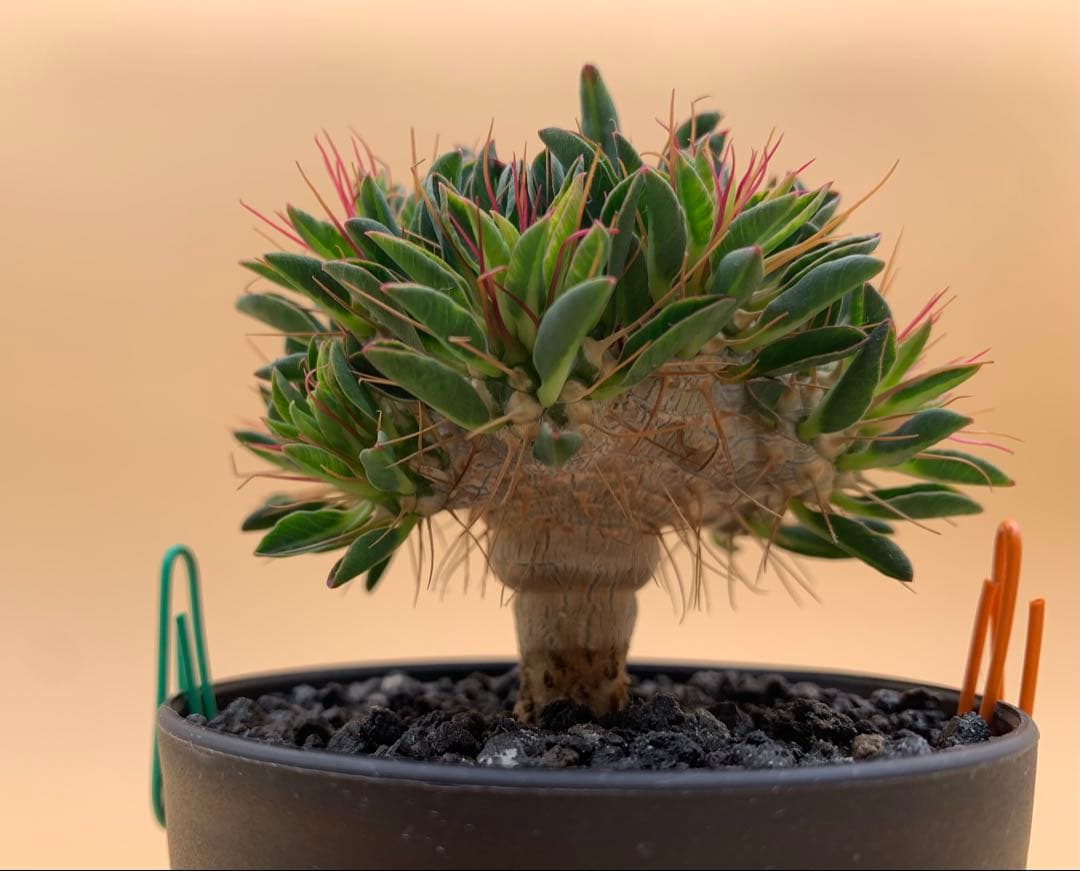 ユーフォルビア ギラウミニアナ 実生株 eg85 【鉢ごとメルカリ便】