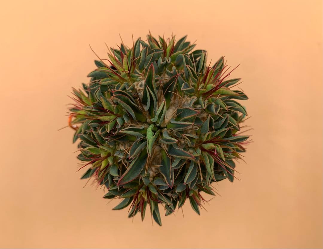 ユーフォルビア ギラウミニアナ 実生株 eg85 【鉢ごとメルカリ便】