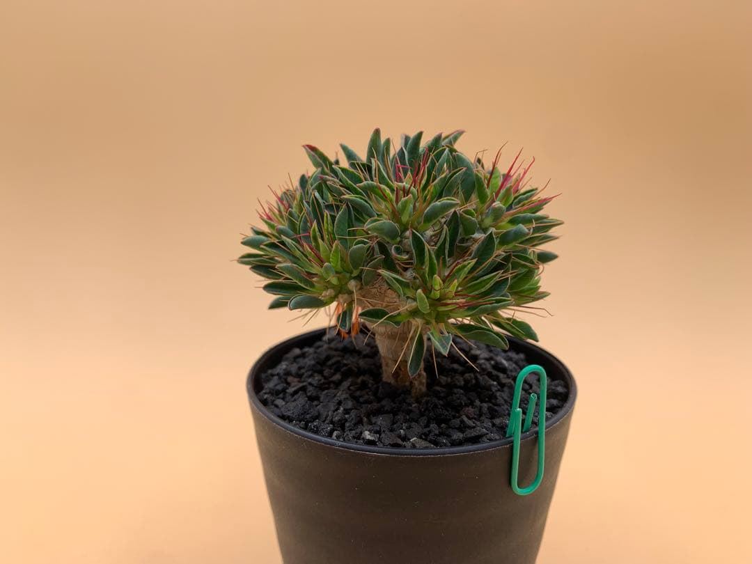 ユーフォルビア ギラウミニアナ 実生株 eg85 【鉢ごとメルカリ便】