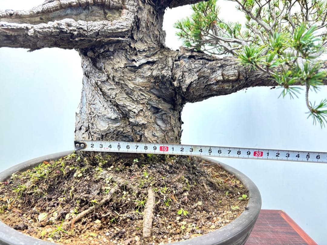 【九重】五葉松　盆栽