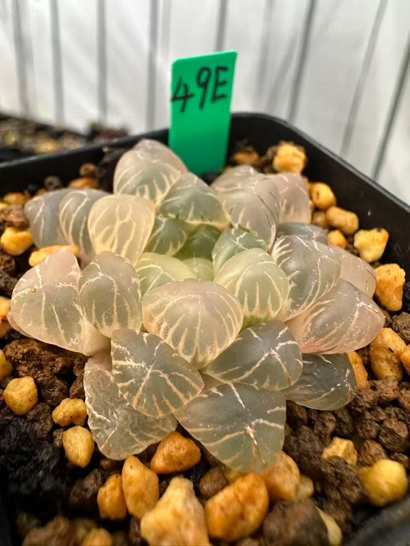 49E 多肉植物 ハオルチア 姫オブツーサ錦糊斑