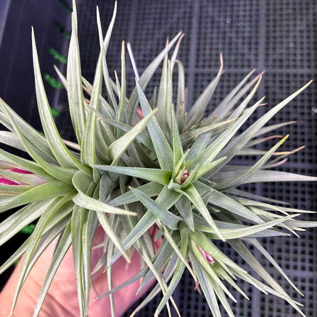 ブロメリア・エアープランツ T.aeranthos 'Midnight Blue Flower form'