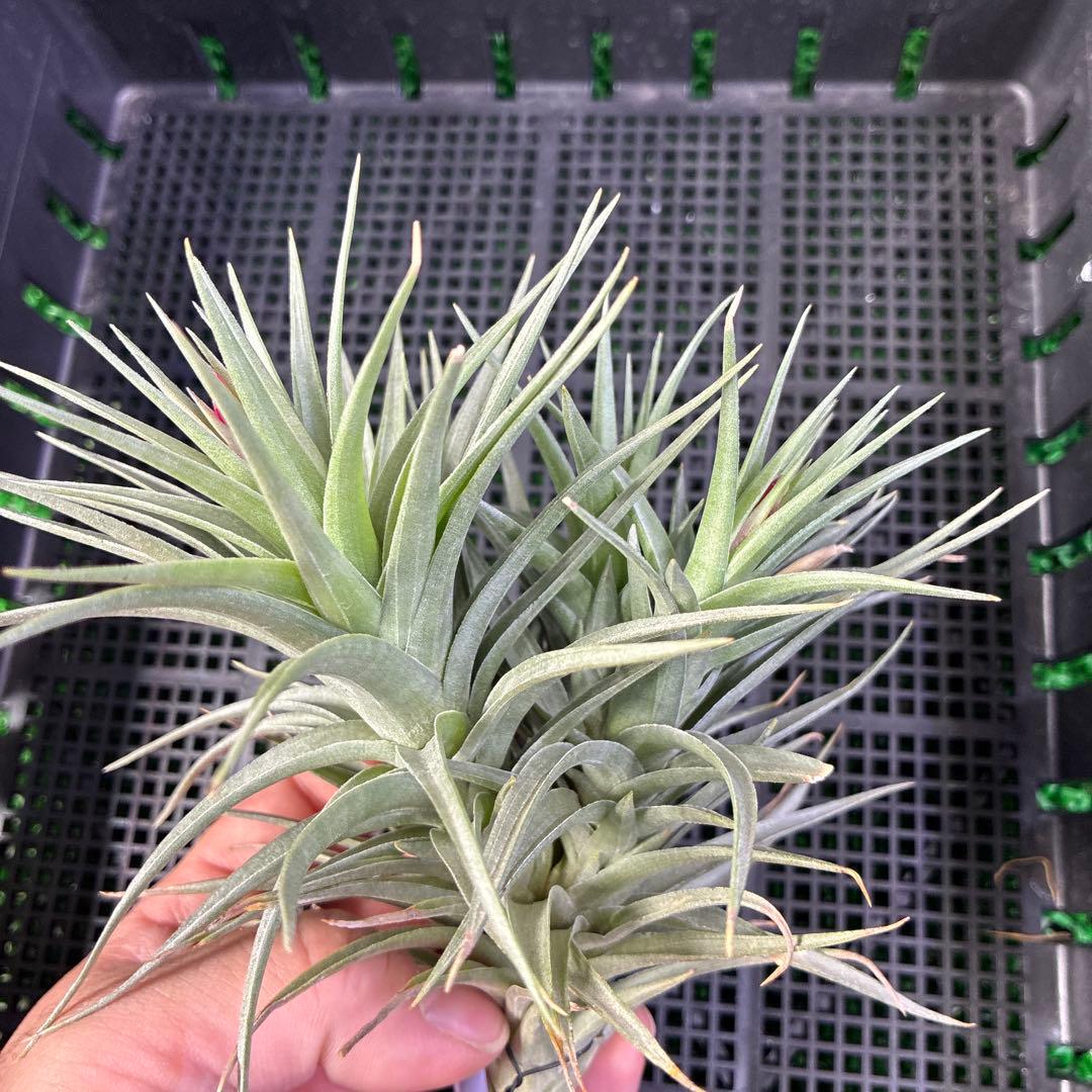 ブロメリア・エアープランツ T.aeranthos 'Midnight Blue Flower form'