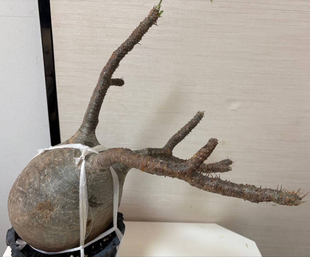 発根済 大株グラキリス／12月15日発根確認／芽吹き・蕾あり