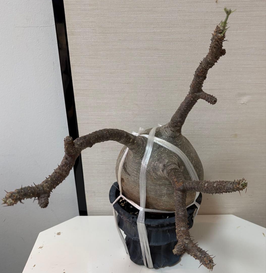 発根済 大株グラキリス／12月15日発根確認／芽吹き・蕾あり