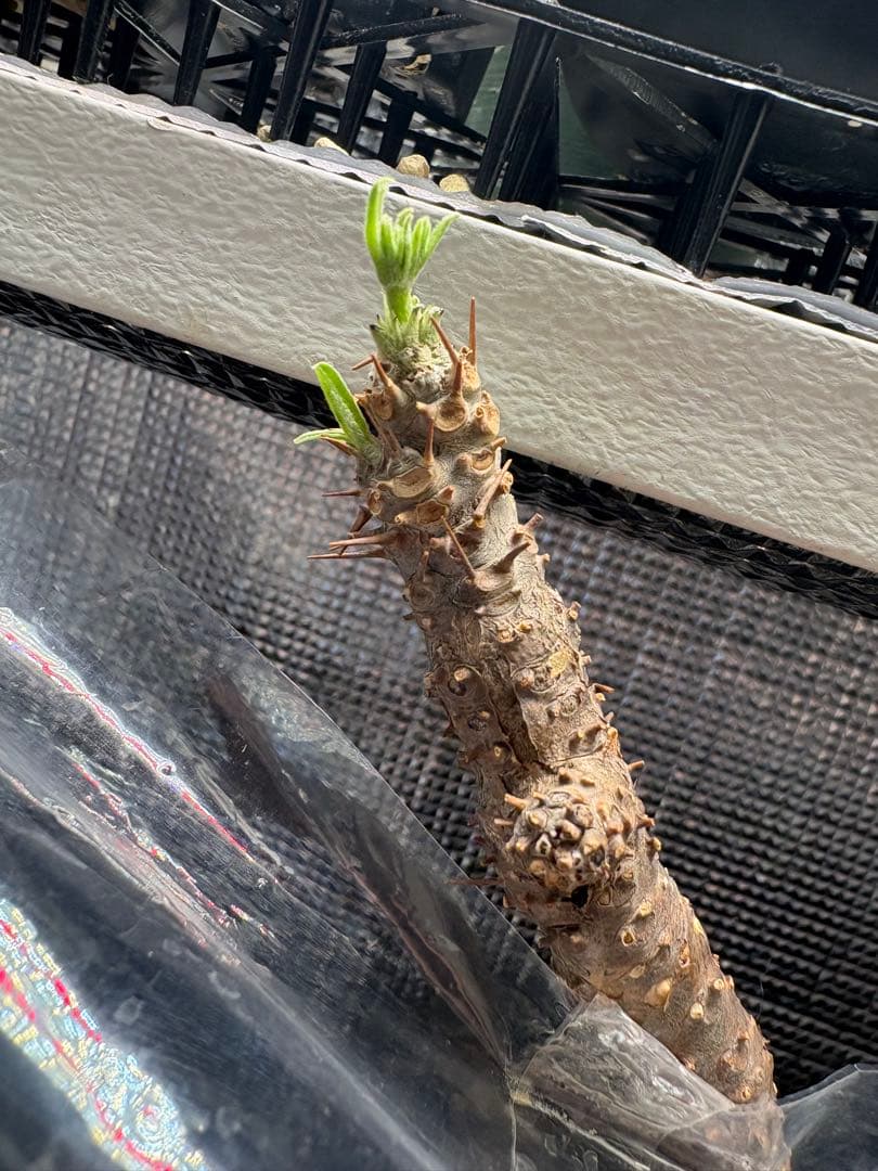 発根済 大株グラキリス／12月15日発根確認／芽吹き・蕾あり