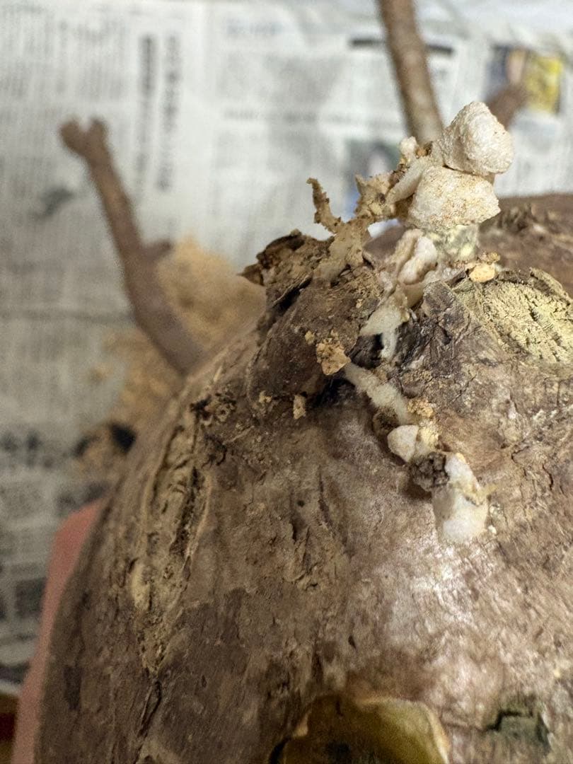 発根済 大株グラキリス／12月15日発根確認／芽吹き・蕾あり