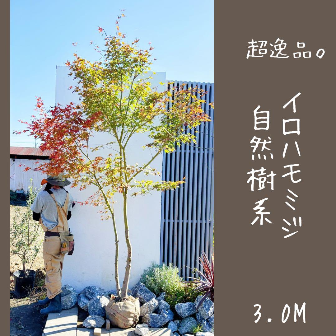 超逸品。イロハモミジ 自然樹系3.0M(鉢底から)