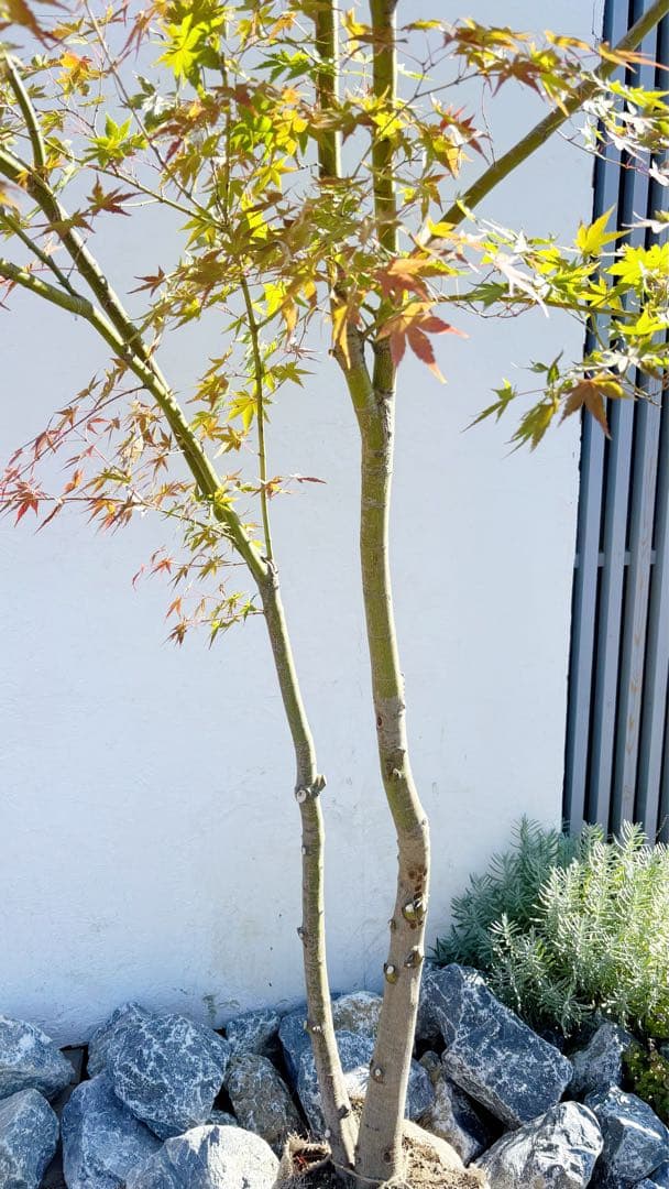 超逸品。イロハモミジ 自然樹系3.0M(鉢底から)