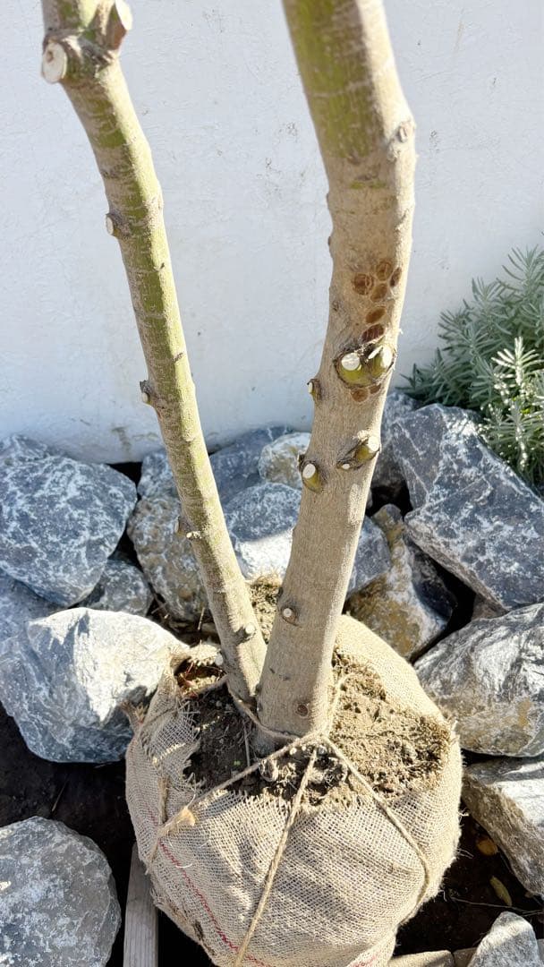 超逸品。イロハモミジ 自然樹系3.0M(鉢底から)