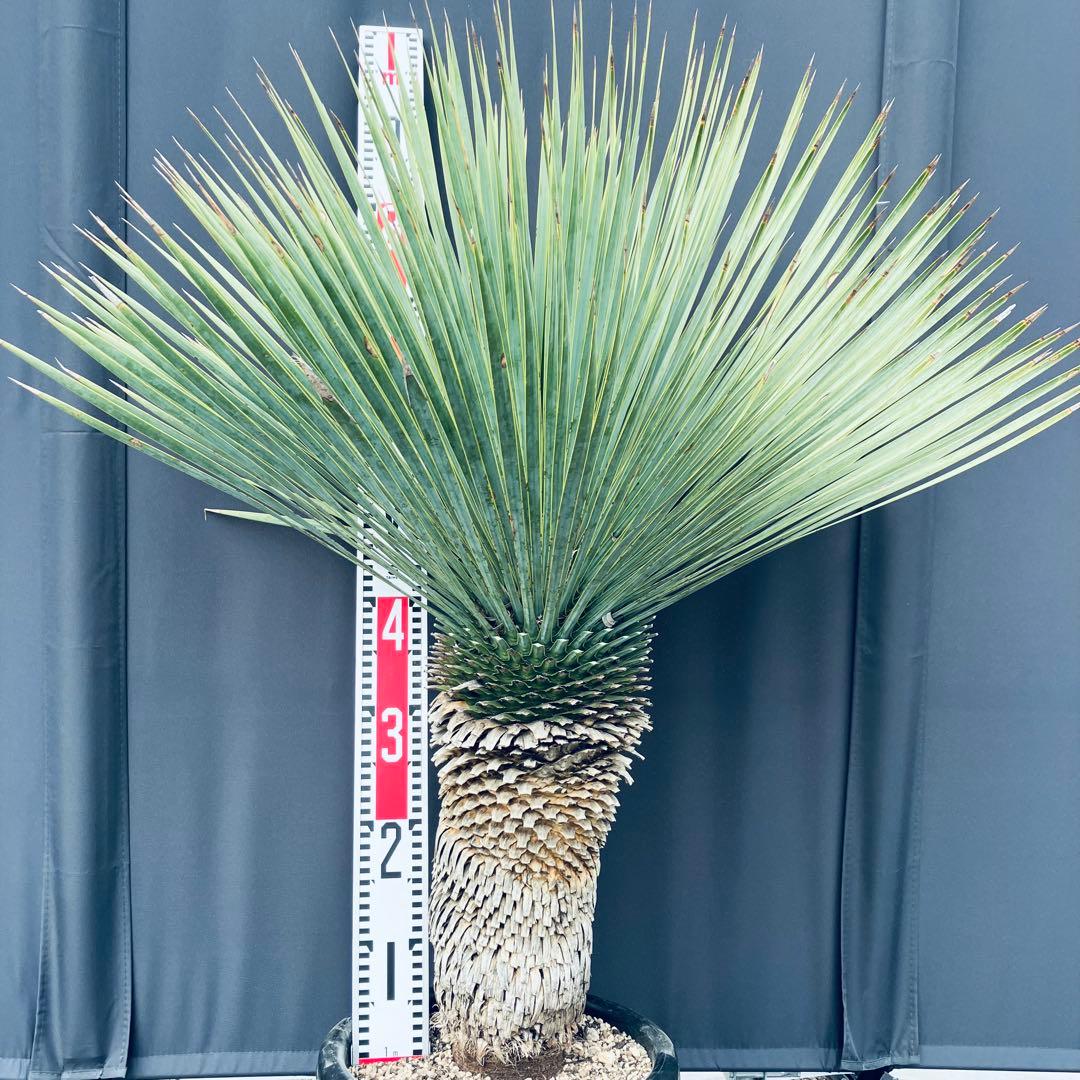 ユッカ ロストラータ　タイ産②発根済