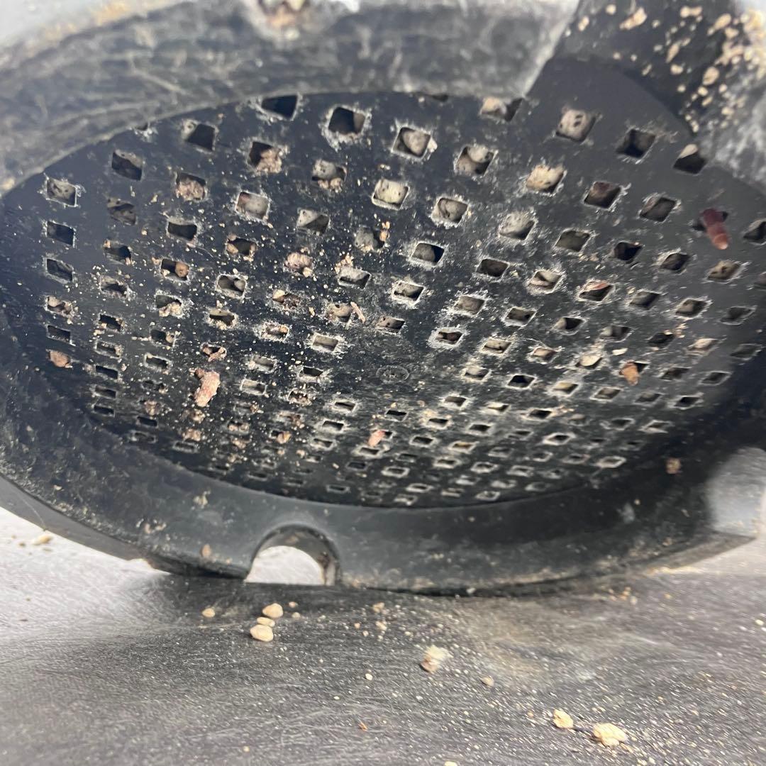 ユッカ ロストラータ　タイ産②発根済