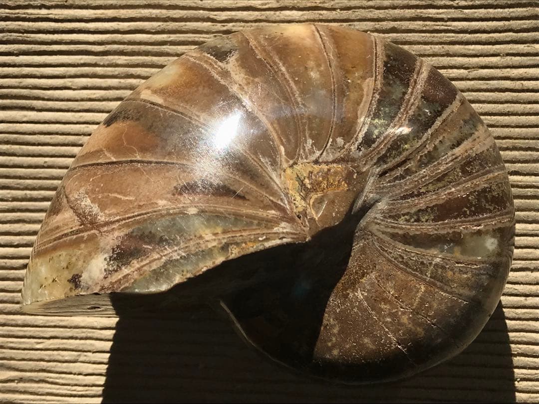 【特別価格】マダガスカル産　オウムガイ化石（ノーチラス・アンモナイト）大サイズ