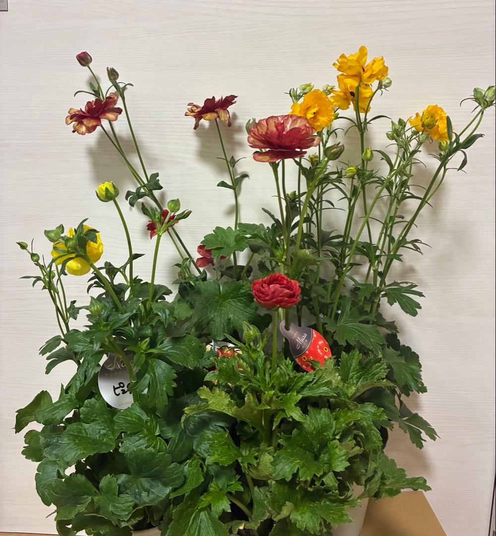 ラナンキュラスラックス　ランドセル　５号鉢ムーサ　ピュタロス　カルキノス　ラゴス