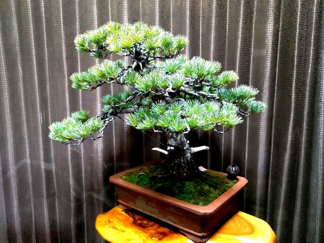 【中品　五葉松盆栽】　　　　　　⭕10枚目→展示会❗真柏…