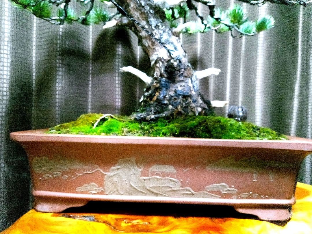 【中品　五葉松盆栽】　　　　　　⭕10枚目→展示会❗真柏…