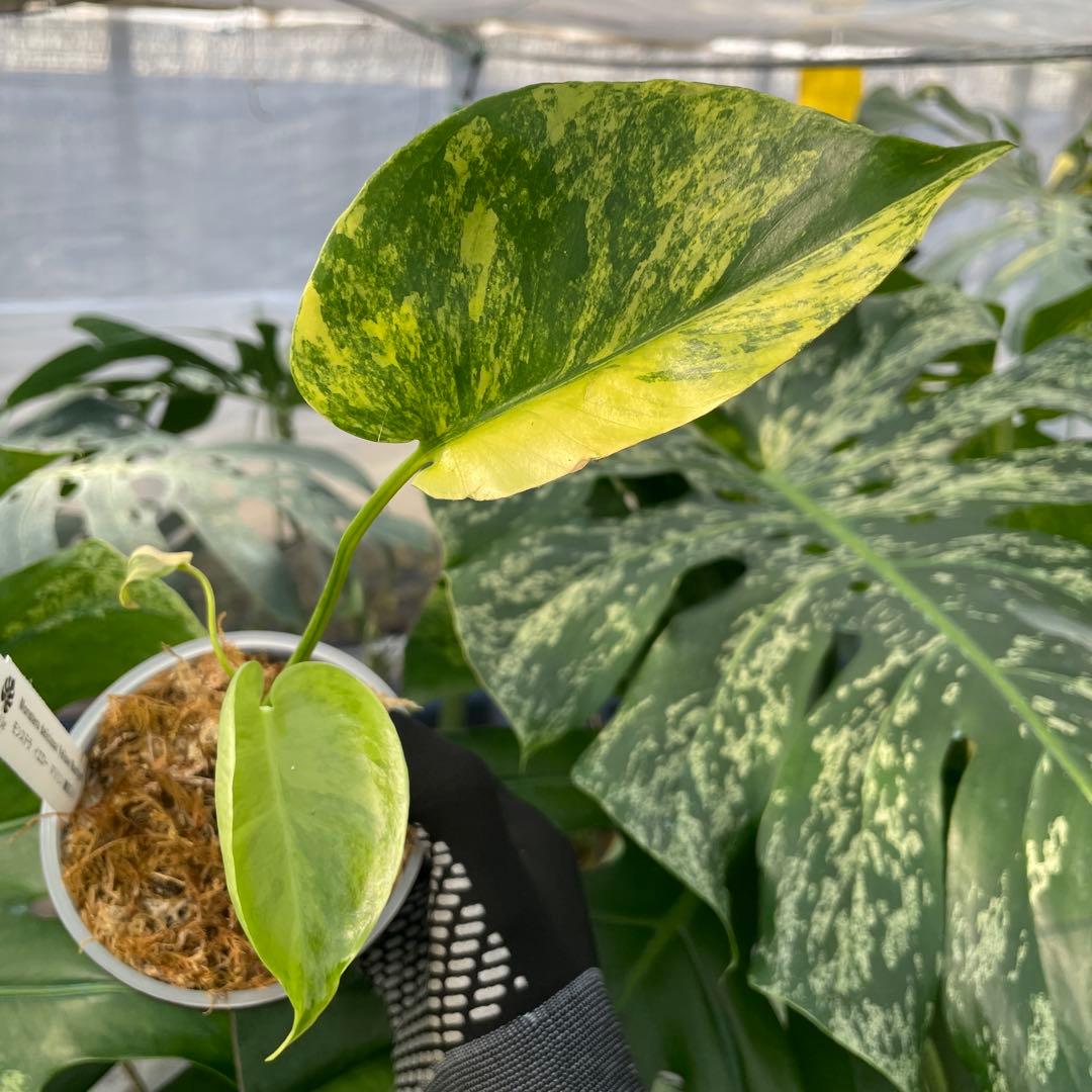 MG3 モンステラ　イエローマリリン　黄斑入り