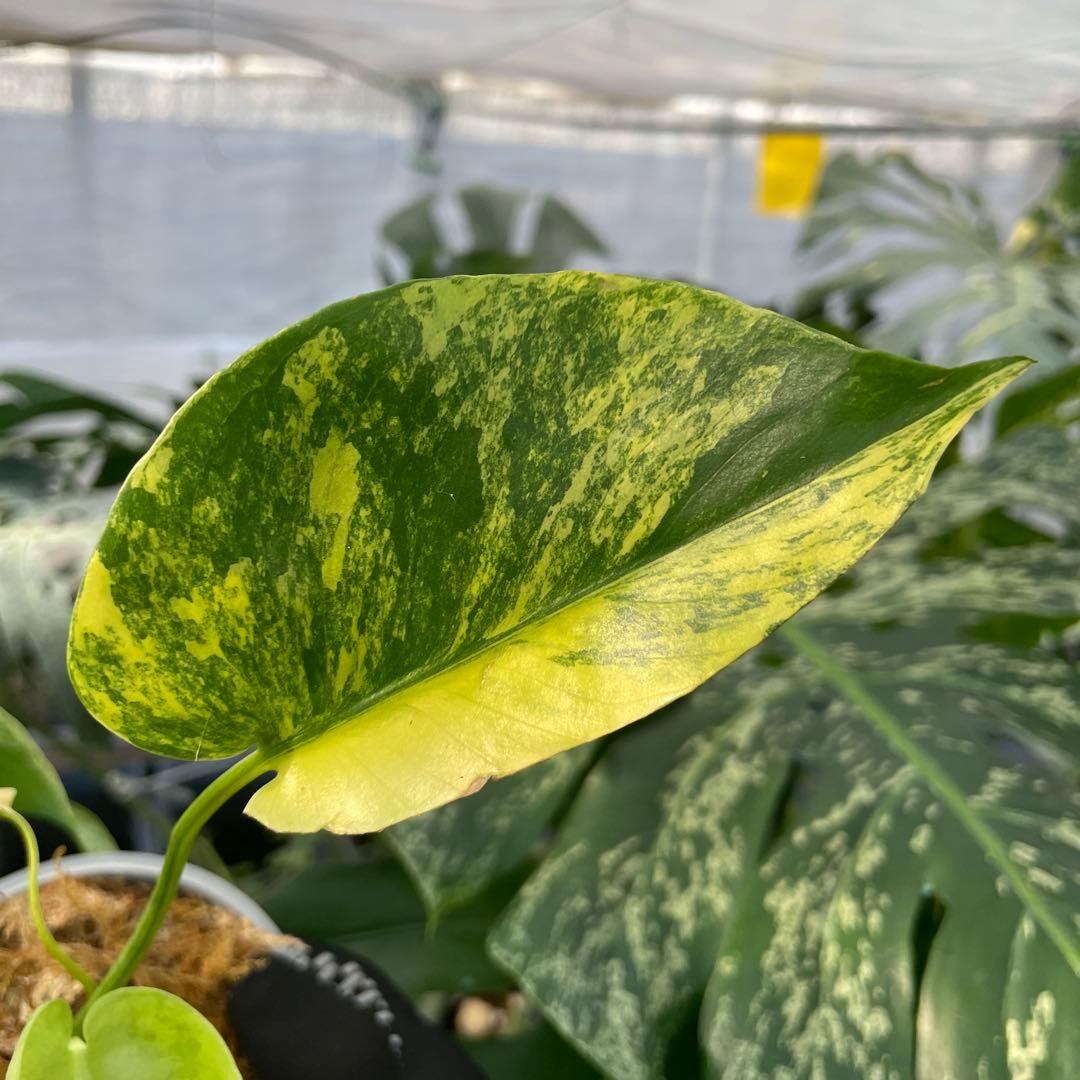 MG3 モンステラ　イエローマリリン　黄斑入り