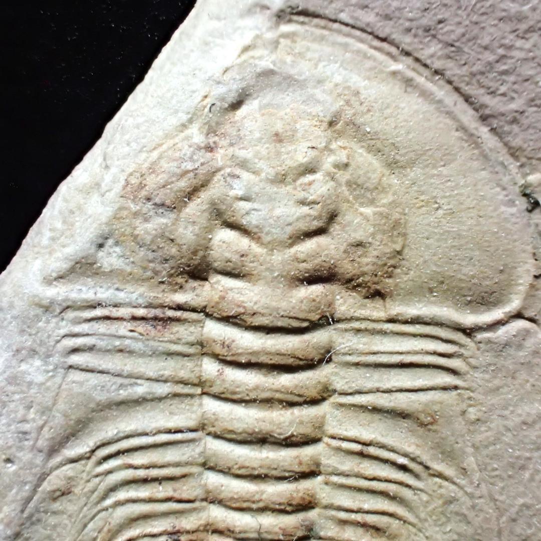 三葉虫の化石 美麗 オレネルス USA産 本物保証