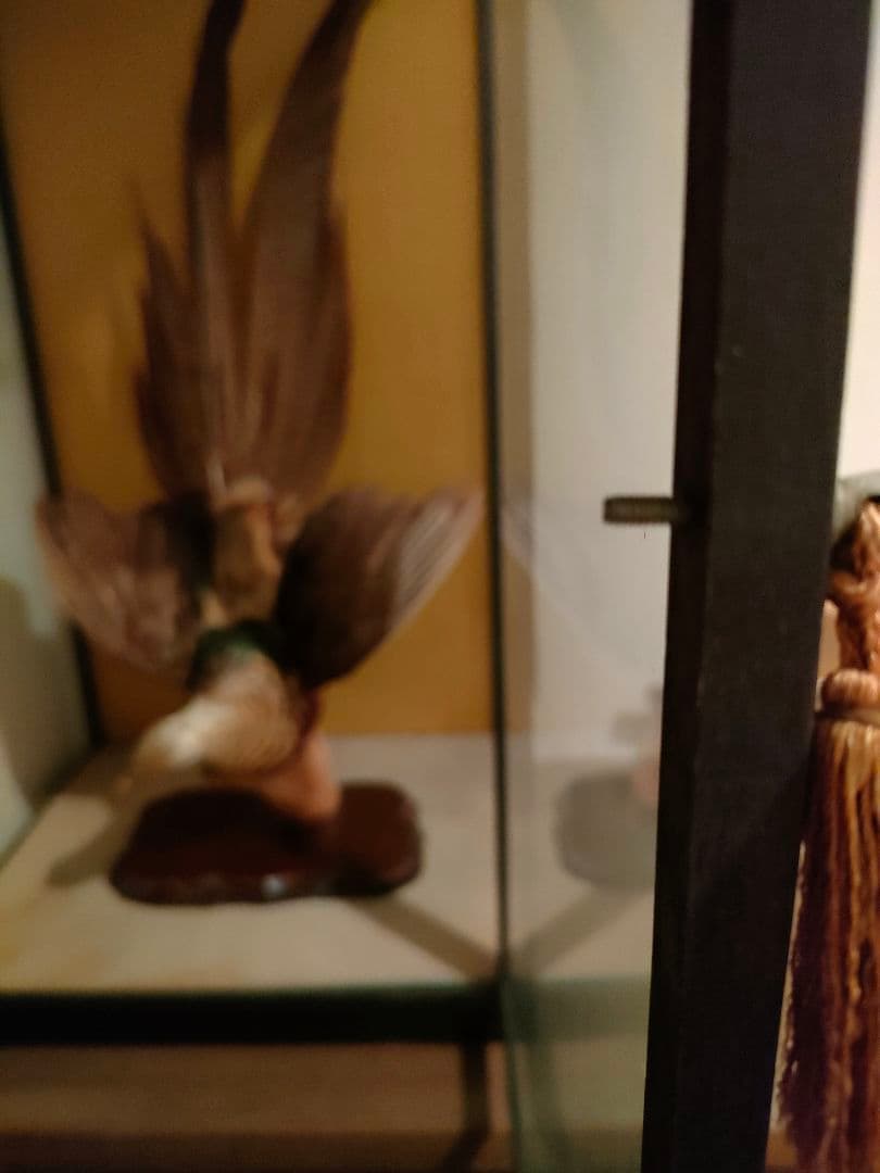 価格相談してください※鳥の剥製