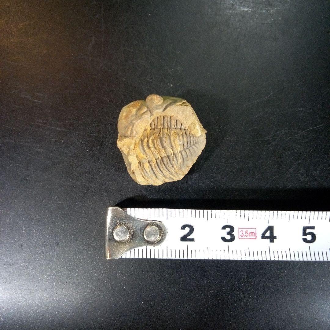 三葉虫　化石　fossil　海　ボリビア産　trilobite　海生動物網①