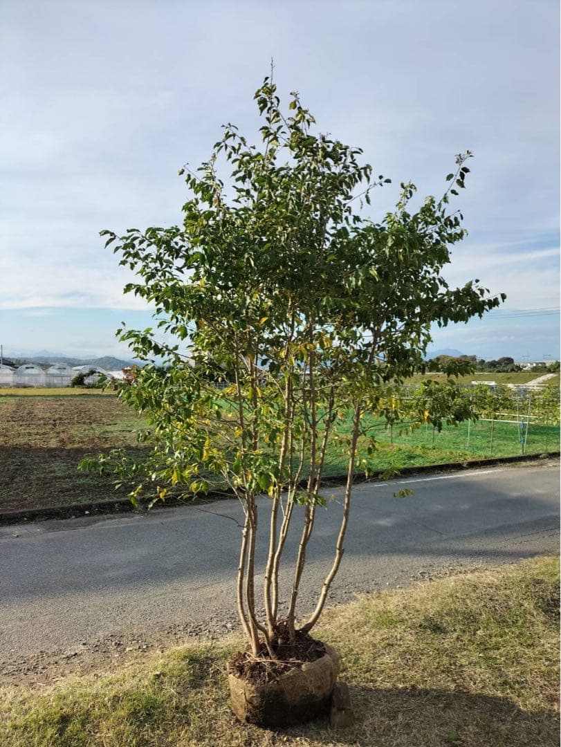 ソヨゴ メス 本株立ち 8本立ち