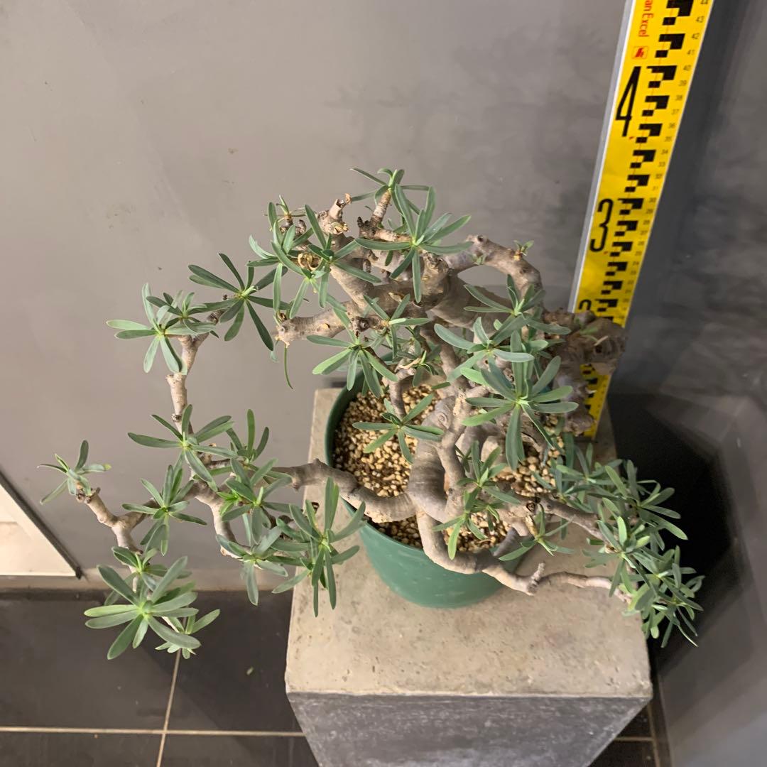 ユーフォルビア　バルサミフェラ