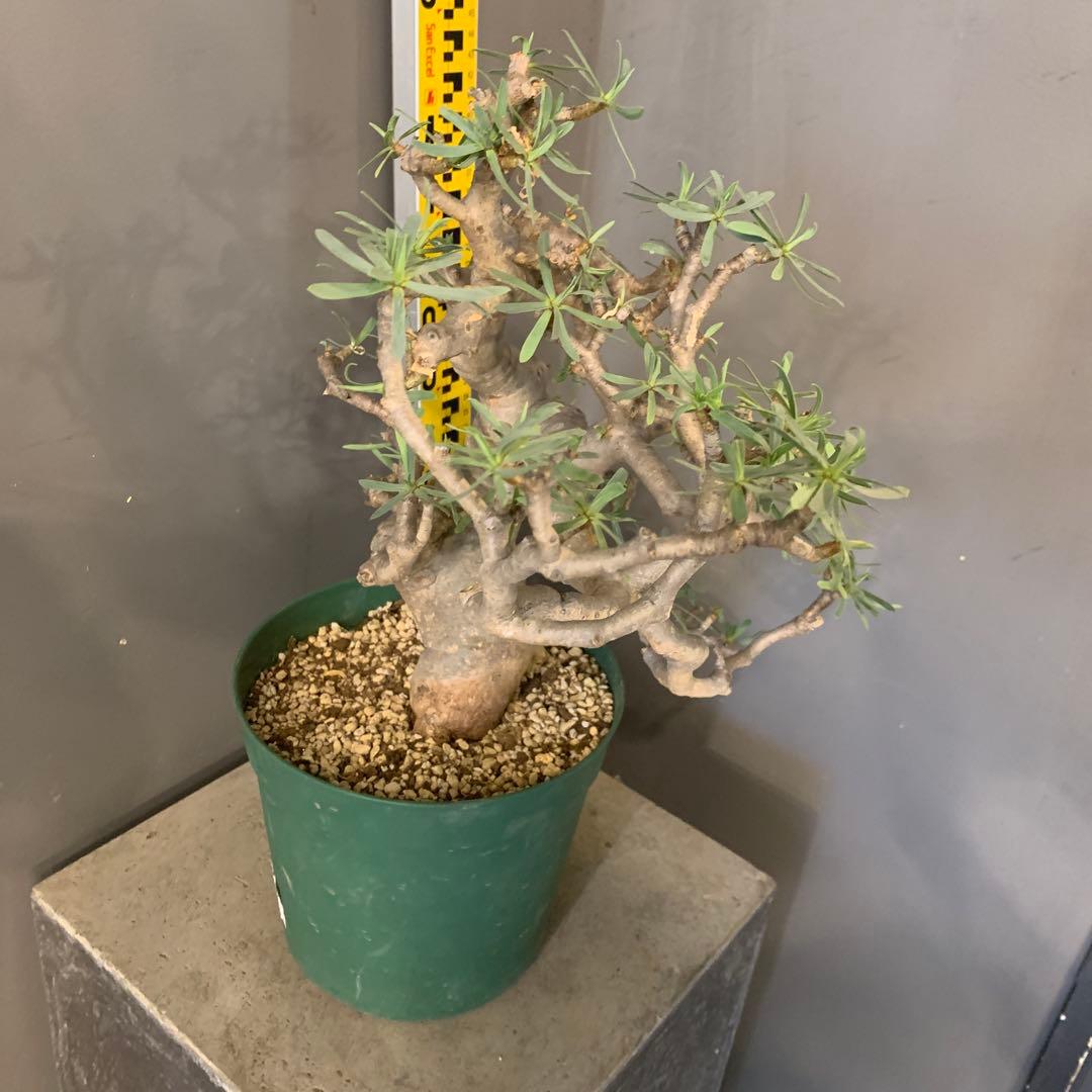 ユーフォルビア　バルサミフェラ