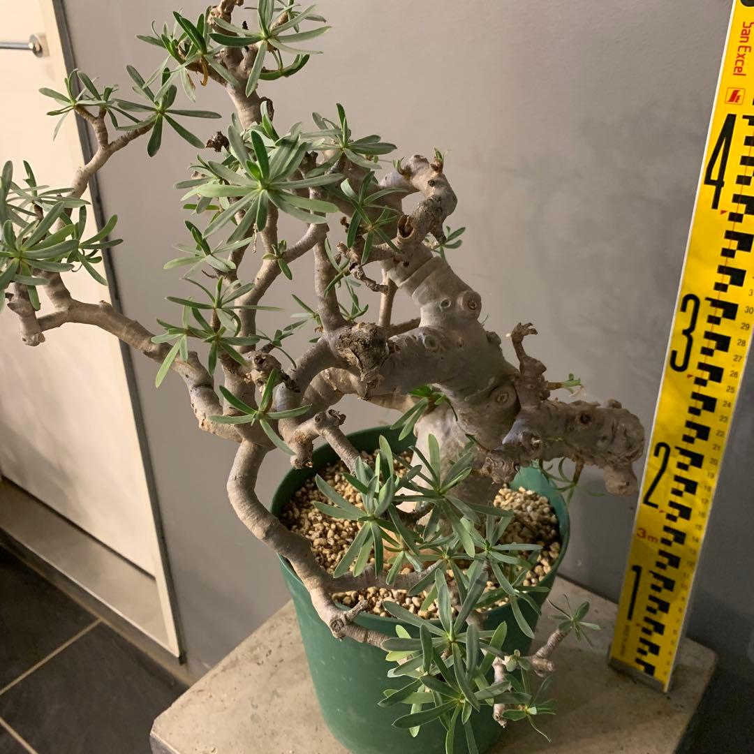 ユーフォルビア　バルサミフェラ