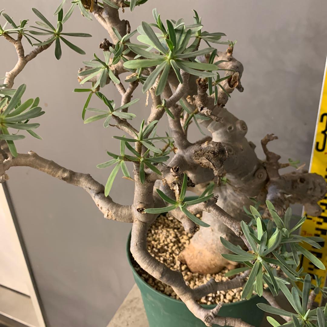 ユーフォルビア　バルサミフェラ