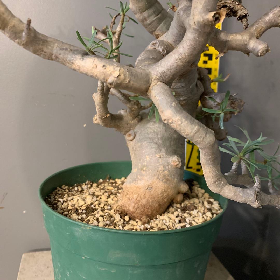 ユーフォルビア　バルサミフェラ